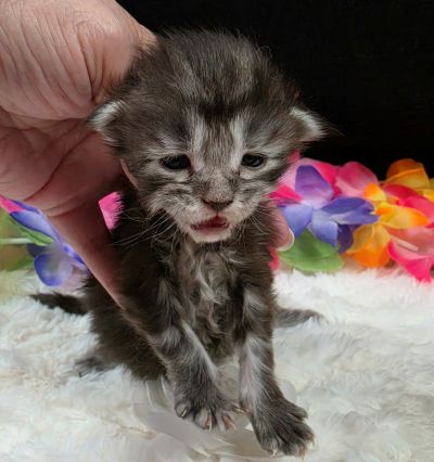 Dolly white collar silver black classic Maine Coon kitten photo 5