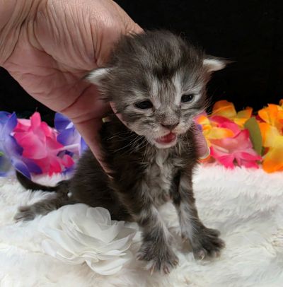 Dolly white collar silver black classic Maine Coon kitten photo 6