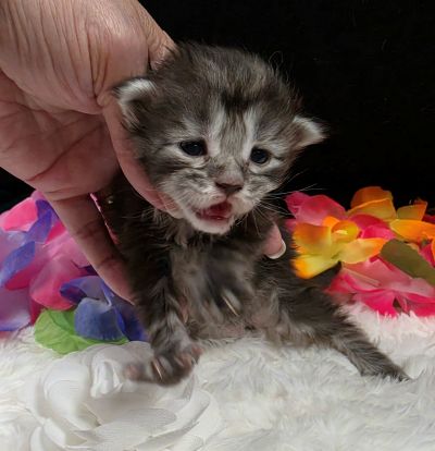 Dolly white collar silver black classic Maine Coon kitten photo 7