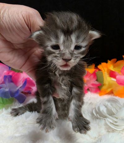 Dolly white collar silver black classic Maine Coon kitten photo 8