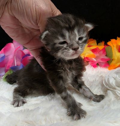 Dolly white collar silver black classic Maine Coon kitten photo 9