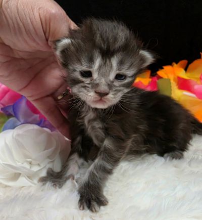 Dolly white collar silver black classic Maine Coon kitten photo 10
