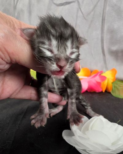 Dolly white collar silver black classic Maine Coon kitten photo 3