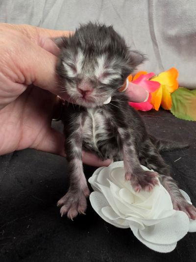 Dolly white collar silver black classic Maine Coon kitten photo 4