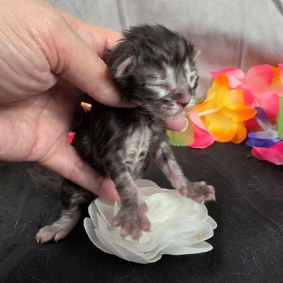 Dolly white collar silver black classic Maine Coon kitten photo 5