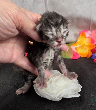 Dolly white collar silver black classic Maine Coon kitten photo 6