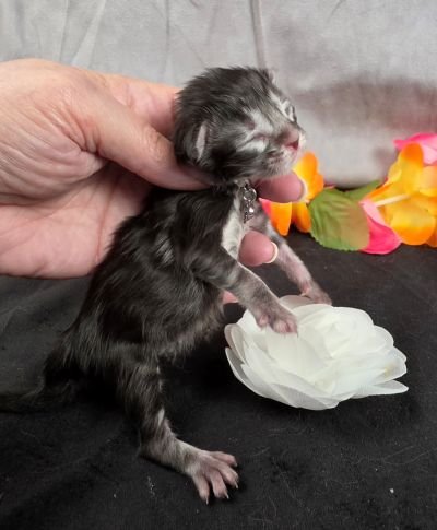 Dolly white collar silver black classic Maine Coon kitten photo 7