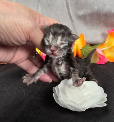 Dolly white collar silver black classic Maine Coon kitten photo 8