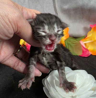 Dolly white collar silver black classic Maine Coon kitten photo 9