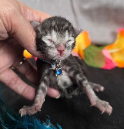 Romeo light blue collar silver black classic Maine Coon kitten photo 1