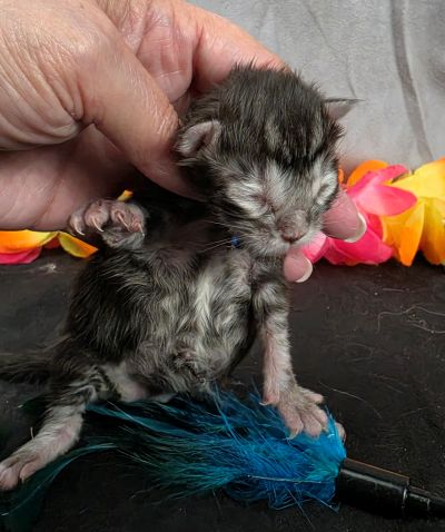 Romeo light blue collar silver black classic Maine Coon kitten photo 10