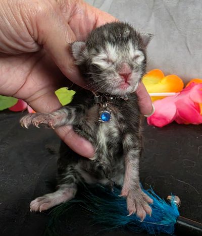 Romeo light blue collar silver black classic Maine Coon kitten photo 11