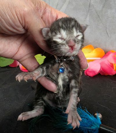 Romeo light blue collar silver black classic Maine Coon kitten photo 12