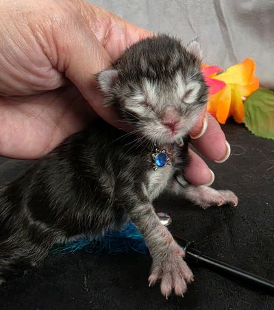 Romeo light blue collar silver black classic Maine Coon kitten photo 13