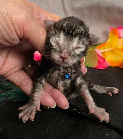 Romeo light blue collar silver black classic Maine Coon kitten photo 14