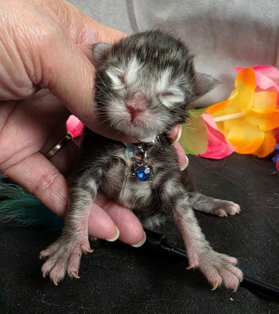 Romeo light blue collar silver black classic Maine Coon kitten photo 15