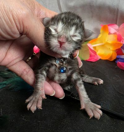 Romeo light blue collar silver black classic Maine Coon kitten photo 16