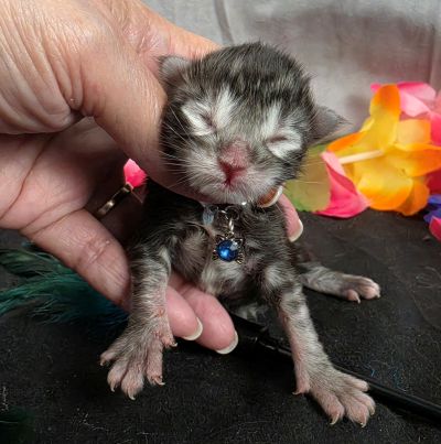 Romeo light blue collar silver black classic Maine Coon kitten photo 17