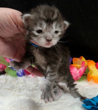 Romeo light blue collar silver black classic Maine Coon kitten photo 1