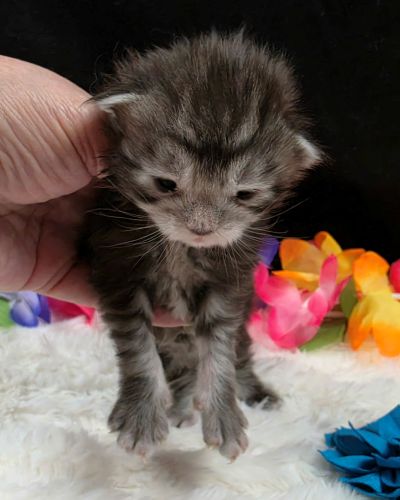 Romeo light blue collar silver black classic Maine Coon kitten photo 2
