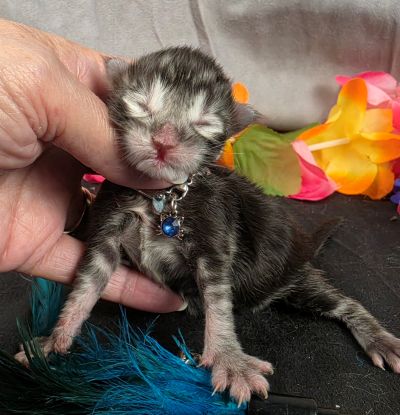 Romeo light blue collar silver black classic Maine Coon kitten photo 2