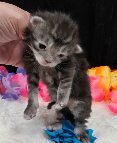 Romeo light blue collar silver black classic Maine Coon kitten photo 3