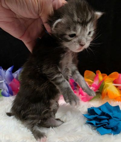 Romeo light blue collar silver black classic Maine Coon kitten photo 4