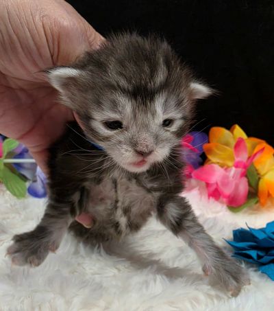 Romeo light blue collar silver black classic Maine Coon kitten photo 5