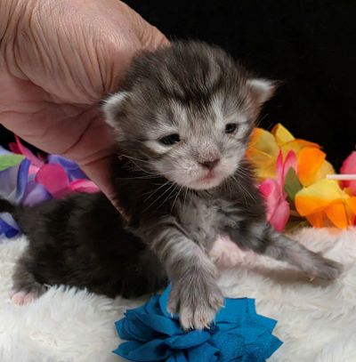 Romeo light blue collar silver black classic Maine Coon kitten photo 6