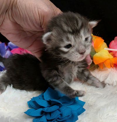 Romeo light blue collar silver black classic Maine Coon kitten photo 7