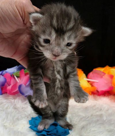 Romeo light blue collar silver black classic Maine Coon kitten photo 8