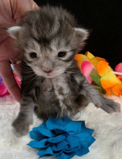 Romeo light blue collar silver black classic Maine Coon kitten photo 9