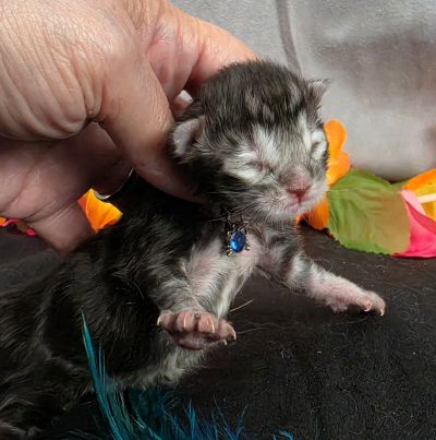 Romeo light blue collar silver black classic Maine Coon kitten photo 3