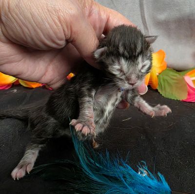 Romeo light blue collar silver black classic Maine Coon kitten photo 4