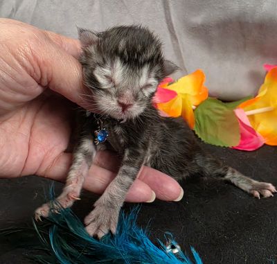 Romeo light blue collar silver black classic Maine Coon kitten photo 5