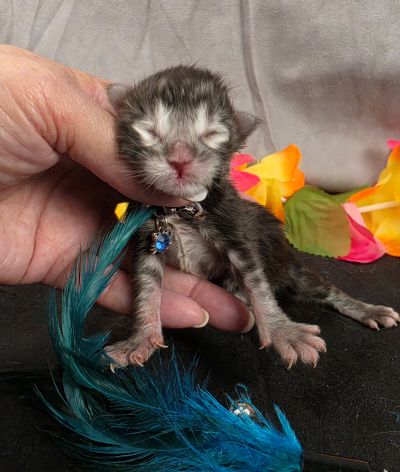 Romeo light blue collar silver black classic Maine Coon kitten photo 6