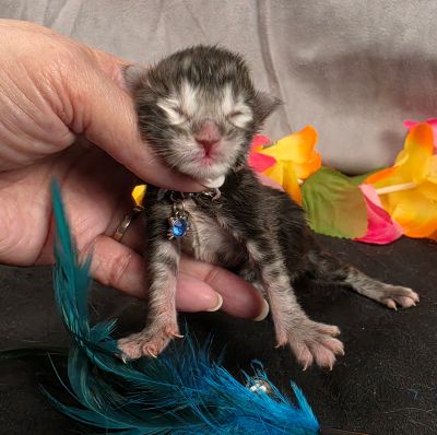 Romeo light blue collar silver black classic Maine Coon kitten photo 7