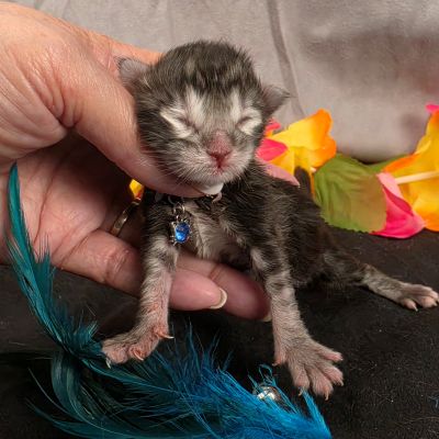 Romeo light blue collar silver black classic Maine Coon kitten photo 8