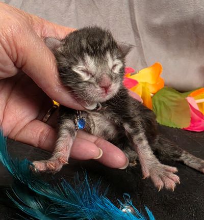 Romeo light blue collar silver black classic Maine Coon kitten photo 9