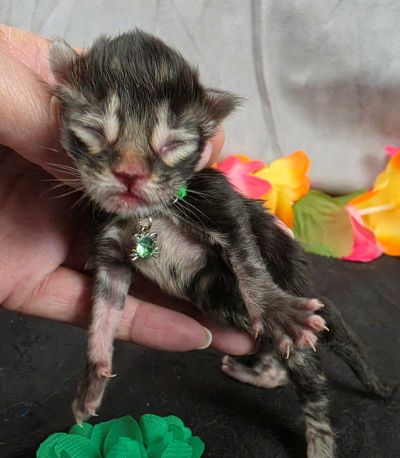 Porter green collar black smoke Maine Coon kitten photo 9