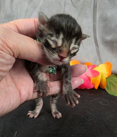 Porter green collar black smoke Maine Coon kitten photo 10