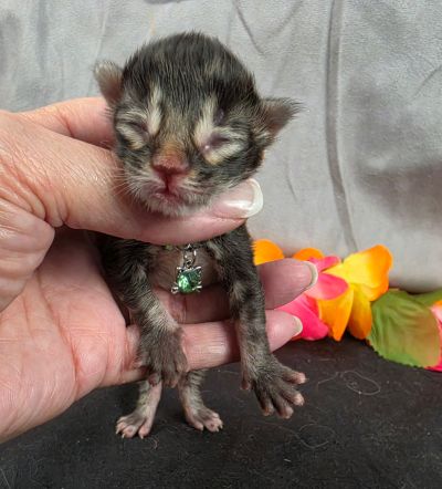 Porter green collar black smoke Maine Coon kitten photo 11