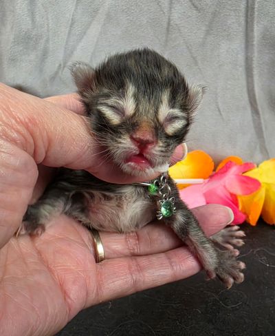 Porter green collar black smoke Maine Coon kitten photo 12