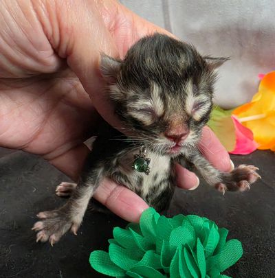 Porter green collar black smoke Maine Coon kitten photo 13