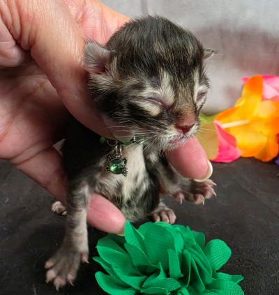 Porter green collar black smoke Maine Coon kitten photo 14