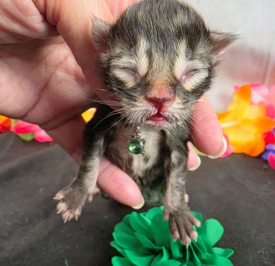 Porter green collar black smoke Maine Coon kitten photo 15