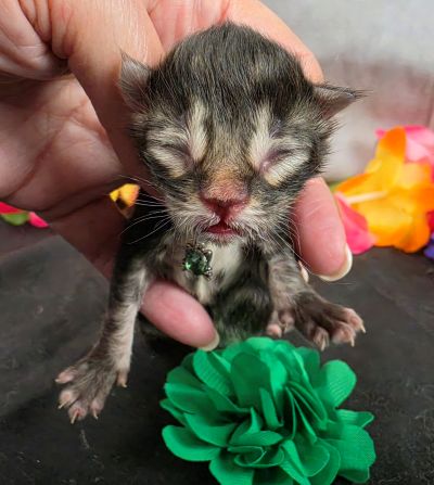 Porter green collar black smoke Maine Coon kitten photo 16