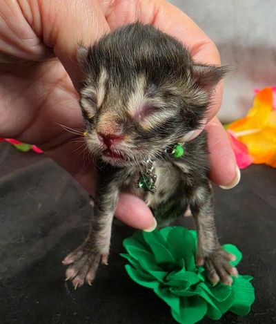 Porter green collar black smoke Maine Coon kitten photo 17