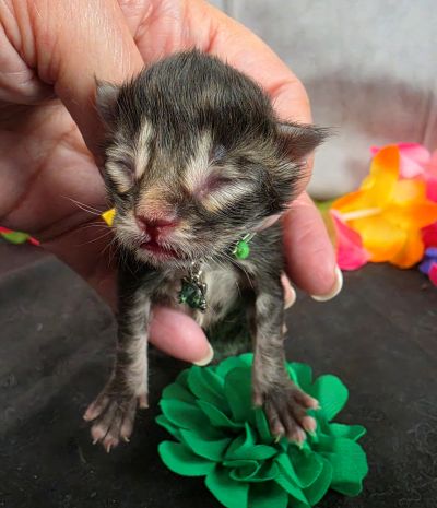 Porter green collar black smoke Maine Coon kitten photo 18