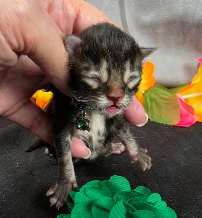Porter green collar black smoke Maine Coon kitten photo 19